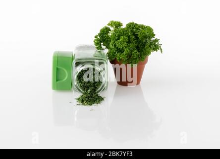 Fresh parsley and dried parsley on white background Stock Photo