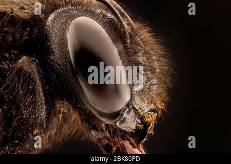 extreme macro image of insect Stock Photo