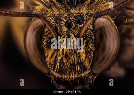 extreme macro image of insect Stock Photo