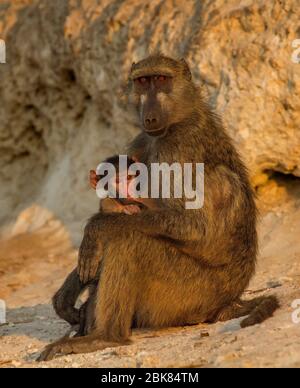 baby baboon and mother Stock Photo