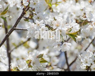 Sour cherry tree blossom in spring Stock Photo