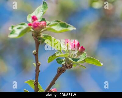 Apple flowering in spring Stock Photo
