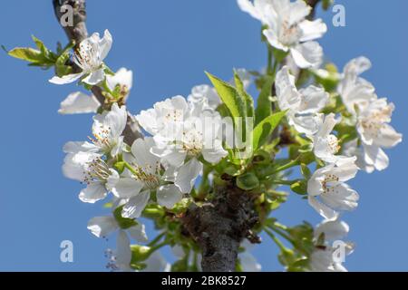 Sour cherry blossom in spring Stock Photo