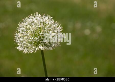 single flower of white elephant garlic - Allium ampeloprasum Stock Photo