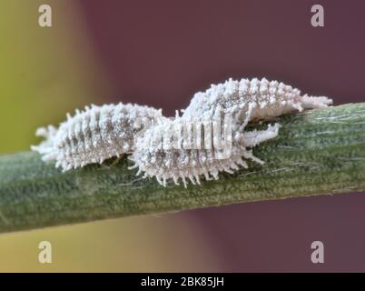 Close up view of female cochineals (Dactylopius coccus), scale insects in the suborder Sternorrhyncha. Stock Photo