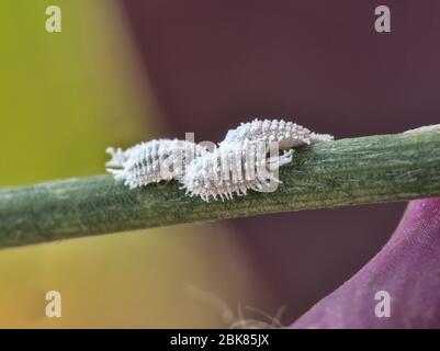 Close up view of female cochineals (Dactylopius coccus), scale insects in the suborder Sternorrhyncha. Stock Photo