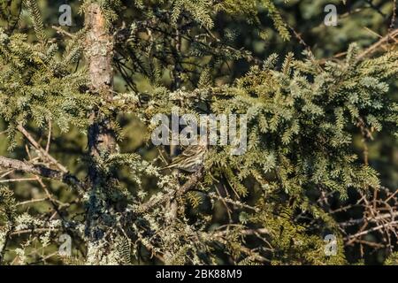 Pine Siskin, Spinus pinus, camouflaged in a Black Spruce in the Sax-Zim Bog, Minnesota, USA Stock Photo