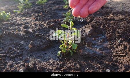 Caring and watering for young plants. Water drops on the palm water the green leaves. Home gardening. Stock Photo