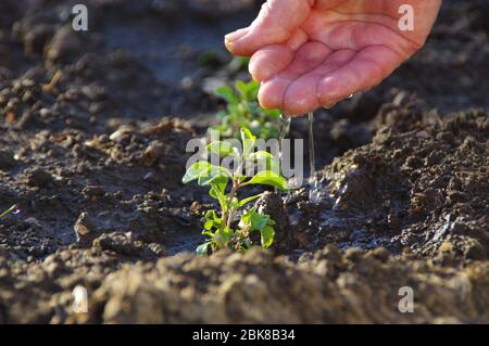Caring and watering for young plants. Water drops on the palm water the green leaves. Home gardening. Stock Photo
