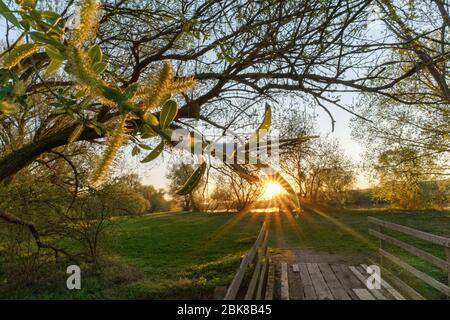 An idyllic sunset on an old wooden bridge and tree branches in the foreground Stock Photo