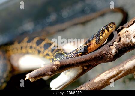 Close up of a red yellow black snake lying on a piece of wood Stock Photo