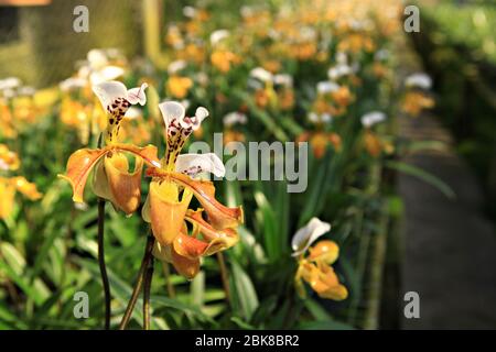 Paphiopeddilum villosum or lady's slipper is yellow orchid and beautiful flower in orchid house Doi inthanon Chiang mai, Thailand Stock Photo