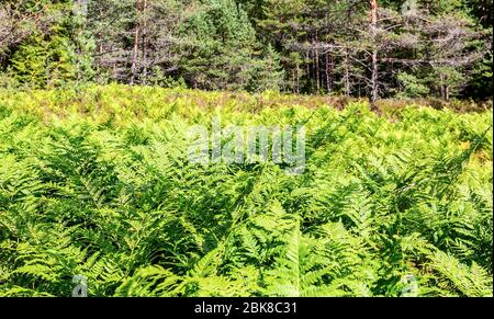 Green fern and spruce trees in summer sunny day Stock Photo