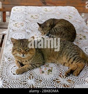 Big mature tabby cat and kitten lying on a wooden table covered with a wicker cloth in springtime, outdoors Stock Photo