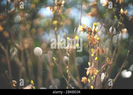 Blurred branches of bush with backlight and bokeh during spring time Stock Photo