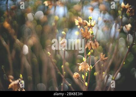 Abstract blurred branches of bush with backlight and bokeh during spring time Stock Photo