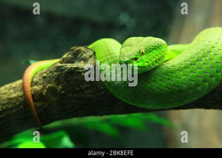 Close up green pit viper snake curled up on a branch, isolated on a nature background Stock Photo