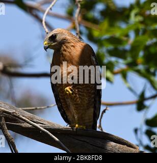 Red Should Hawk perched on a dead tree Stock Photo