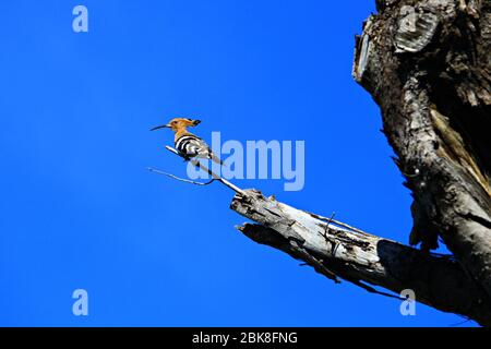 Common hoopoe or Eurasian Hoopoe (Upupa epops) Beautiful birds on branch with nature, Thailand Stock Photo