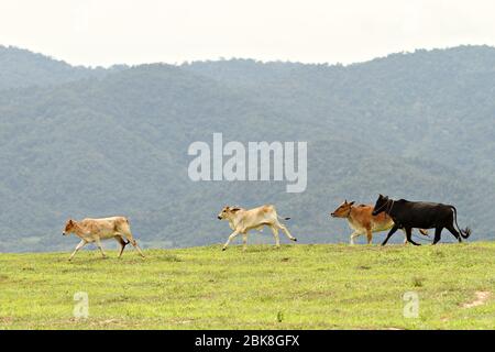 Little cattles calf strain beef master happy in the kui buri grassland with mountain background. Prachuap khiri khan, Thailand Stock Photo