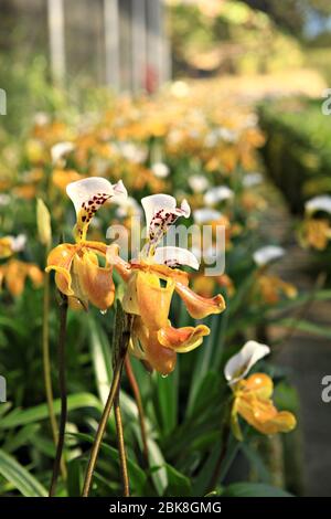 Paphiopeddilum villosum or lady's slipper is yellow orchid and beautiful flower in orchid house Doi inthanon Chiang mai, Thailand Stock Photo