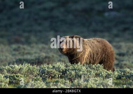 Grizzly bear in  Yellowstone National Park, Wyoming Stock Photo