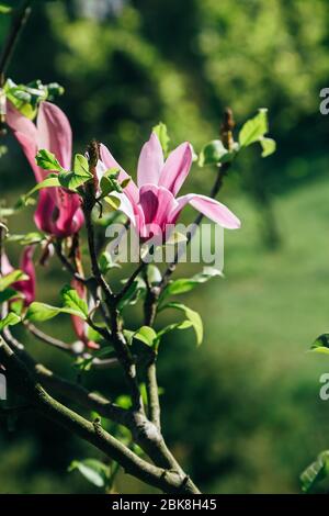 Pink magnolia flowers in spring time on defocused green leaves background. Spring season blossom Stock Photo