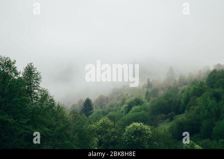 Forest covered with a fog early in the morning. Beautiful nature mountain scenery. Carpathian Mountains, Ukraine, Europe Stock Photo