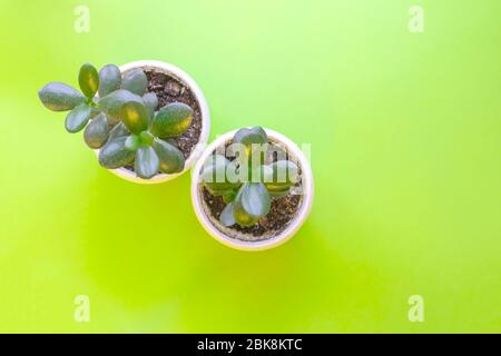 Two succulent flowers in white cups on green background with copy space. Top view plants. Stock Photo