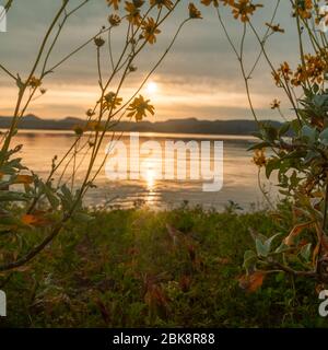 Brittlebush framing a sunrise over a lake with focus on the flowers at Lake Pleasant in Arizona. Stock Photo