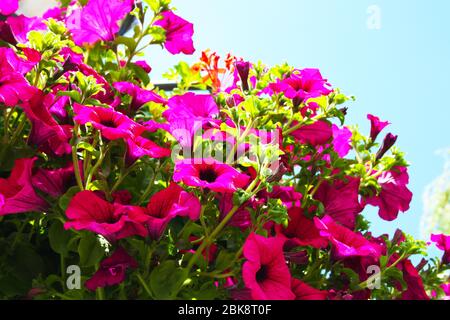 green bush of violet and fuchsia bluebells against the blue sky Stock Photo