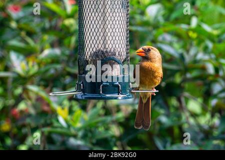 Brown Female Northern Cardinal (Cardinalis cardinalis) sitting on a backyard bird feeder Stock Photo