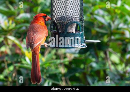 Bright Red Male Northern Cardinal (Cardinalis cardinalis) sitting on a backyard bird feeder Stock Photo