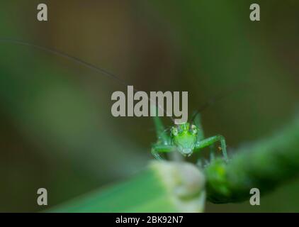 close-up of green cricket climbing a stem of plant Stock Photo