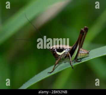 close-up of brown cricket on blade of grass Stock Photo