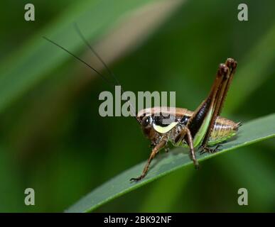 close-up of brown cricket on blade of grass Stock Photo