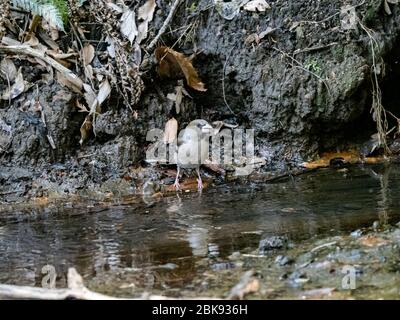 A Japanese common hawfinch, Coccothraustes coccothraustes japonicus, stands beside a small forest stream in a nature park in Kanagawa Prefecture, Japa Stock Photo