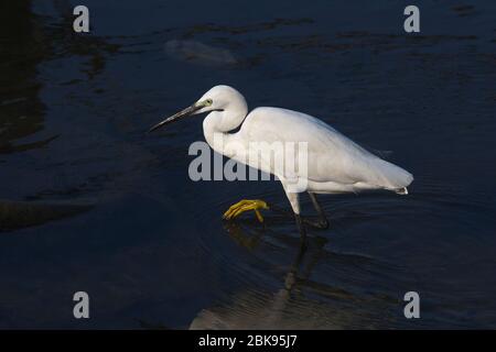 An egret searching food in the polluted water of Negombo Lagoon at Negombo in Sri Lanka. Stock Photo