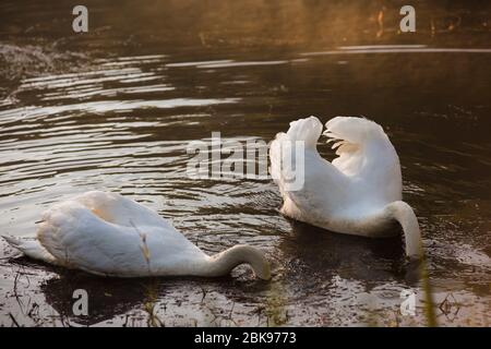 Two white swan swimming and diving its head in the water on the lake. Stock Photo