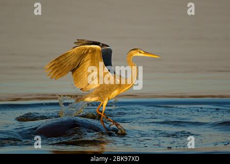 A grey heron (Ardea cinerea) balancing on a hippopotamus in the water, Kruger National Park, South Africa Stock Photo