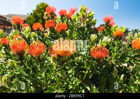 Orange Pincushion protea flower, needle protea. Beautiful tropical flowers in bloom Stock Photo