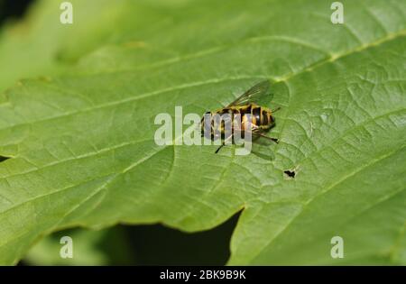 A pretty Hoverfly, Syrphidae, perching on a leaf in the UK in springtime. Stock Photo