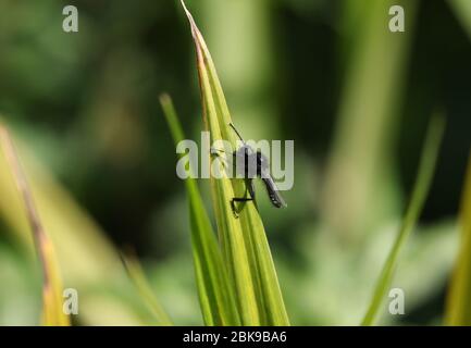 A St Mark's fly, Bibio marci, perching on a reed in springtime in the UK. Stock Photo