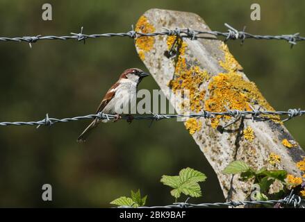 A male House Sparrow, Passer domesticus, perching on a barbed wire fence. Stock Photo