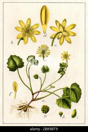 lesser celandine / Ficaria verna Syn. Ranunculus ficaria / Scharbockskraut (botany book, 1901) Stock Photo