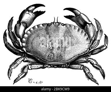 edible crab / Cancer pagurus / Taschenkrebs (zoology book, 1894) Stock Photo
