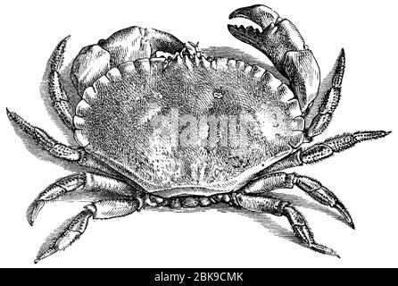 edible crab / Cancer pagurus / Taschenkrebs (biology book, 1880) Stock Photo