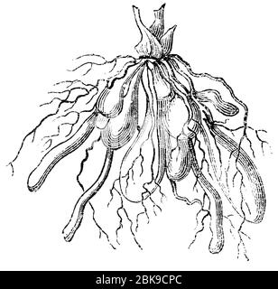 lesser celandine / Ficaria verna Syn. Ranunculus ficaria / Scharbockskraut (biology book, 1893) Stock Photo