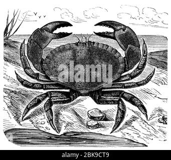 edible crab / Cancer pagurus / Taschenkrebs (natural history book, 1886) Stock Photo