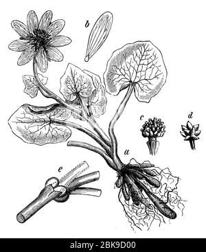 lesser celandine / Ficaria verna Syn. Ranunculus ficaria / Scharbockskraut (botany book, 1898) Stock Photo